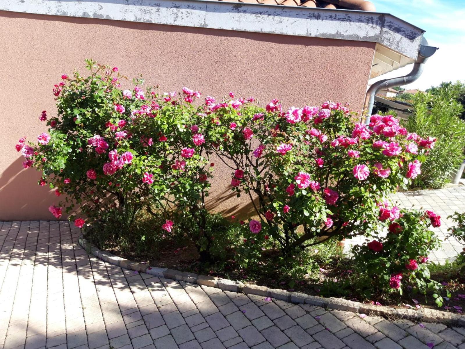 Ferienwohnung Comme Dans Un Ecrin - T2 De 50 M² Avec Jardin, Terrasse Et Piscine Vernaison Exterior foto
